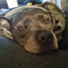 bobthedog